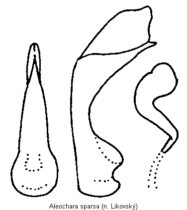aleochara_sparsa.gif