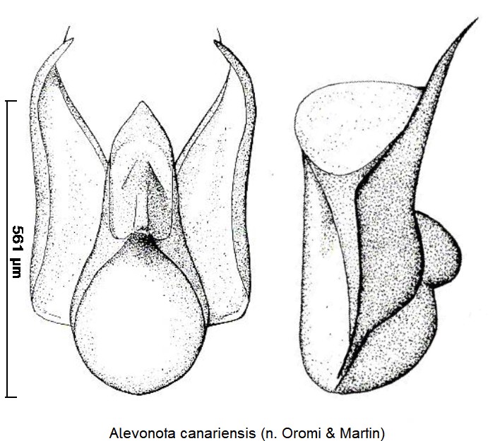 alevonota_canariensis.jpg
