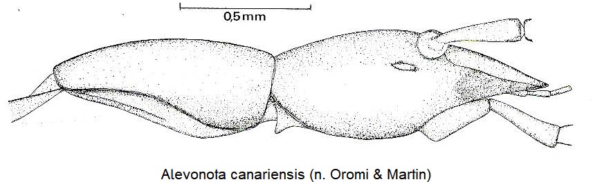 alevonota_canariensis_k_sa.jpg