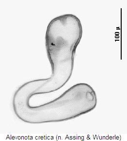 alevonota_cretica_sperm.jpg