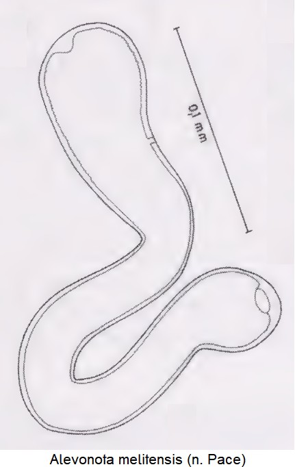 alevonota_melitensis_sperm.jpg