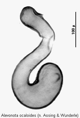 alevonota_ocaloides_sperm.jpg