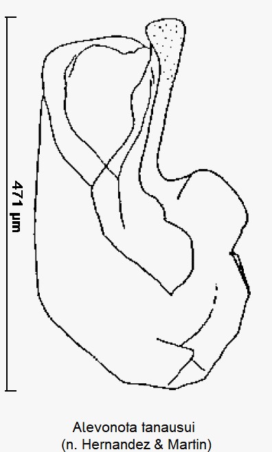 alevonota_tanausui.jpg