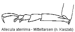 allecula_aterrima_mtr.gif