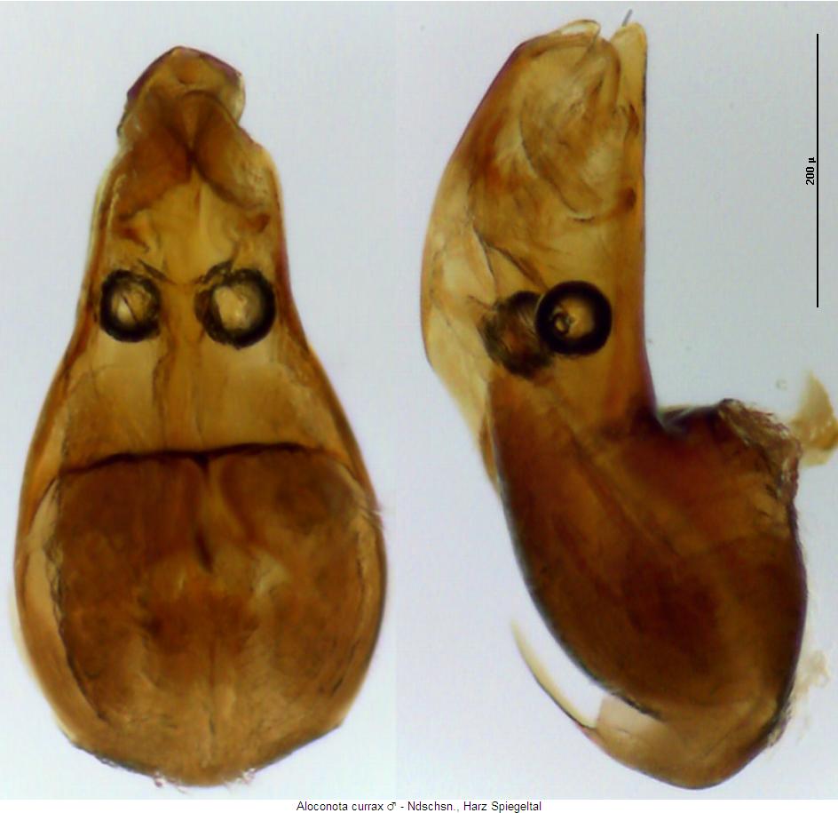 aloconota_currax.jpg