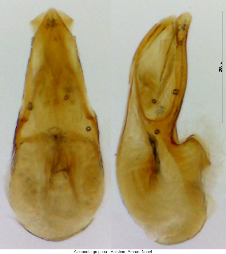 aloconota_gregaria.jpg