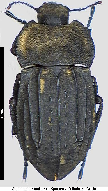 alphasida_granulifera_hab.jpg