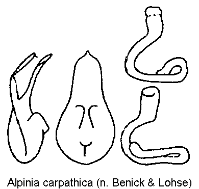 alpinia_carpathica.gif