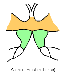 alpinia_hbr.gif