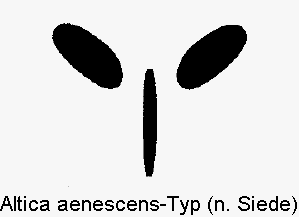 altica_aenescens-typ.gif