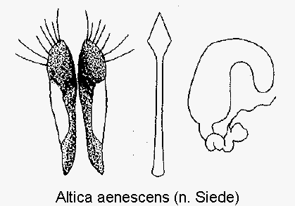 altica_aenescens_sperm.gif