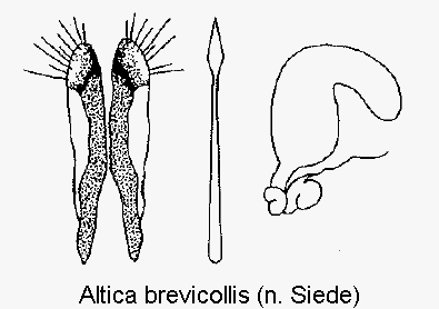 altica_brevicollis_sperm.gif