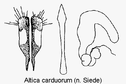 altica_carduorum_sperm.gif