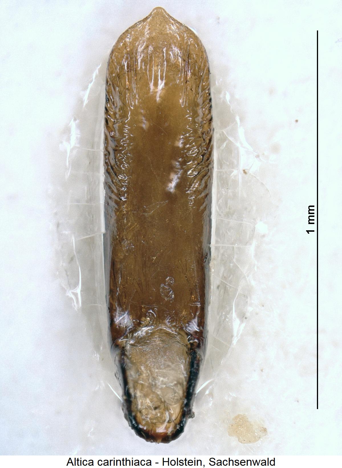 altica_carinthiaca1.jpg