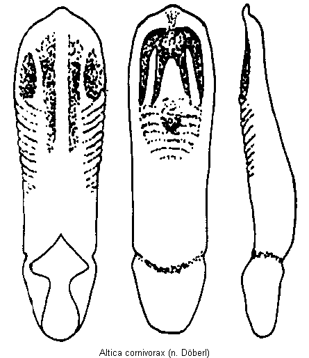 altica_cornivorax.gif