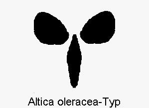 altica_oleracea-typ.gif