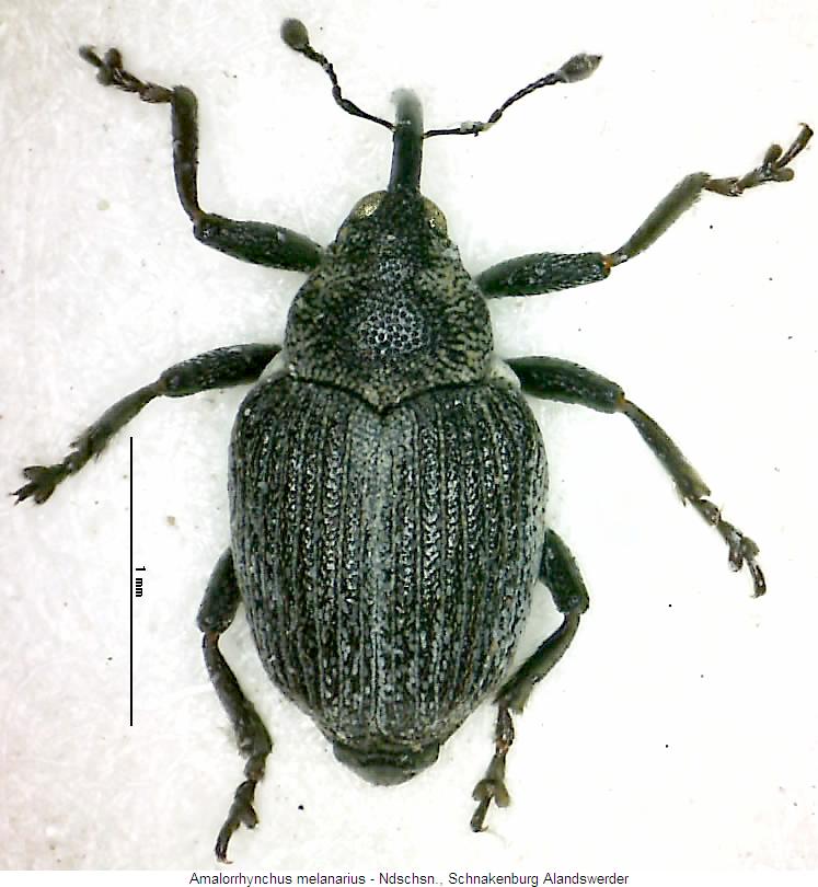 amalorrhynchus_melanarius_hab.jpg