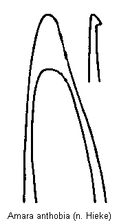 amara_anthobia.gif