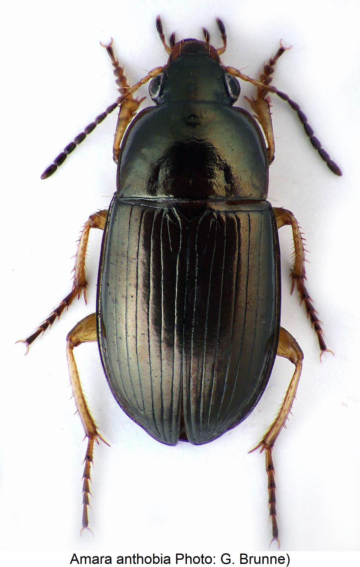 amara_anthobia_hab.jpg