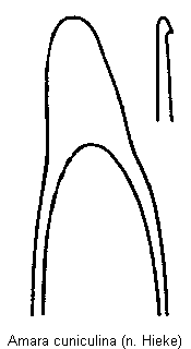 amara_cuniculina.gif