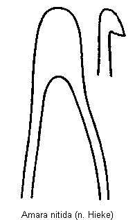 amara_nitida.gif