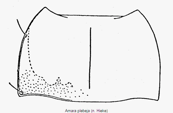 amara_plebeja_hsch.gif
