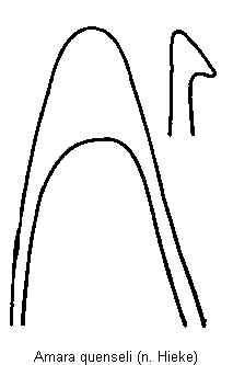 amara_quenseli.gif