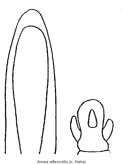 amara_reflexicollis.gif