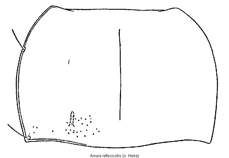 amara_reflexicollis_hsch.gif
