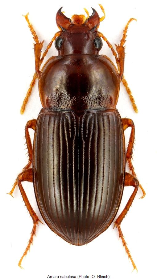amara_sabulosa_hab.jpg