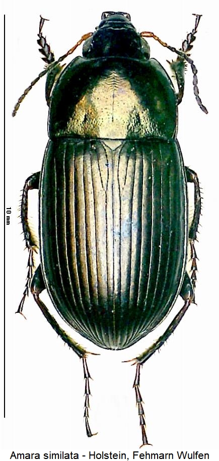 amara_similata_hab.jpg