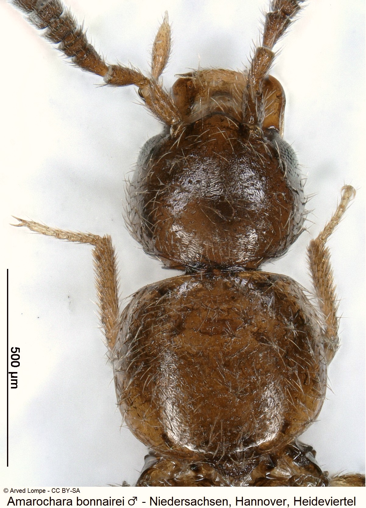 amarochara_bonnairei_m_ck37996675_vk.jpg