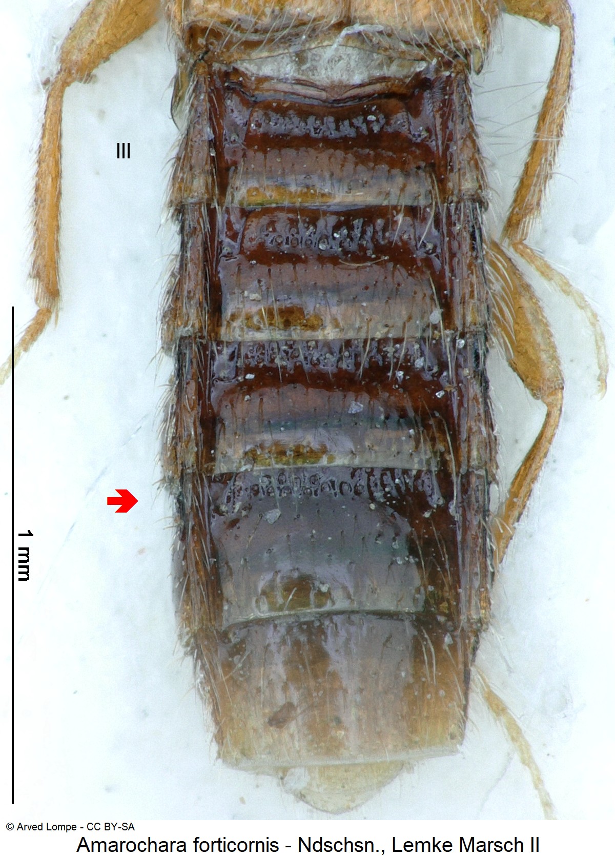 amarochara_forticornis_ck23800_hlb.jpg