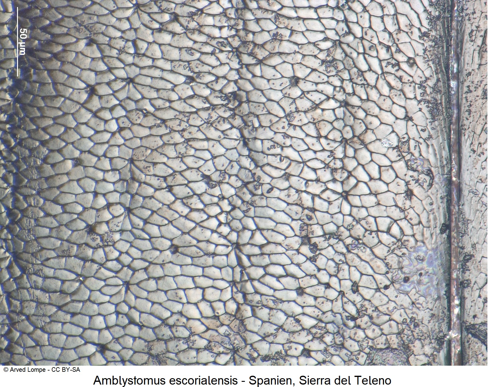 amblystomus_escorialensis_ck18560_fld_ms.jpg