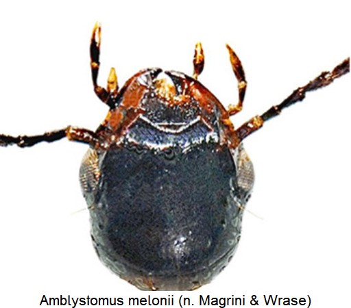 amblystomus_melonii_k.jpg