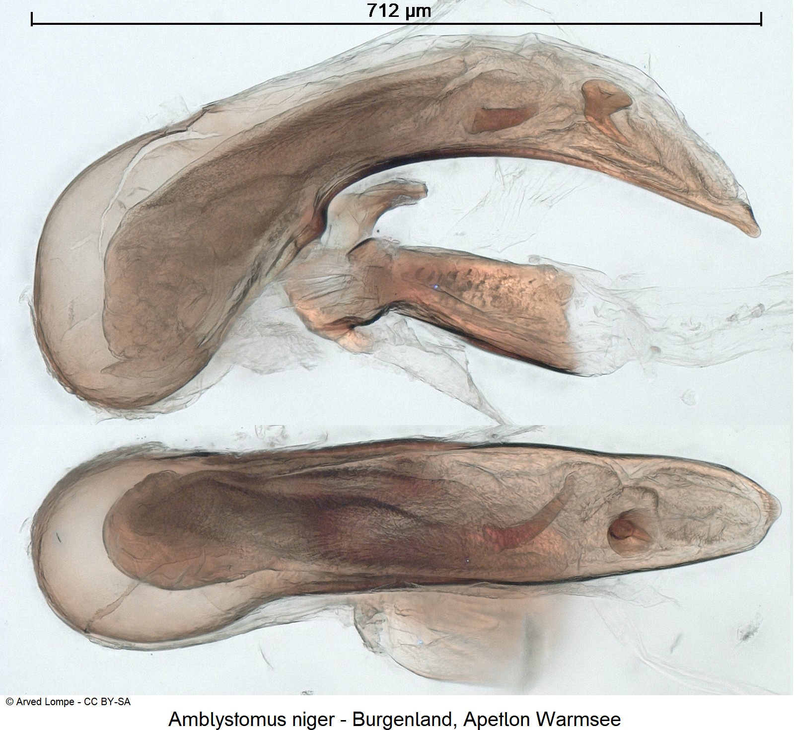 amblystomus_niger_ck22099.jpg