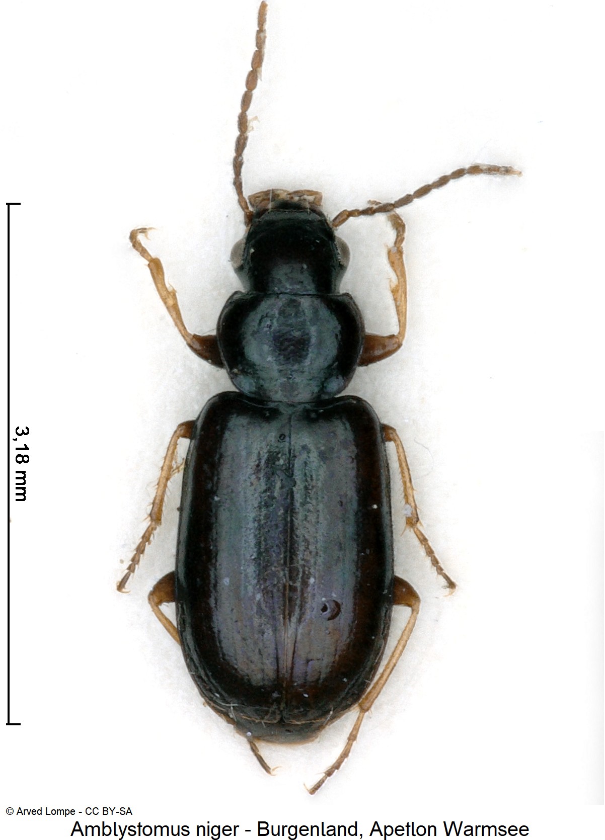 amblystomus_niger_ck22099_hab.jpg