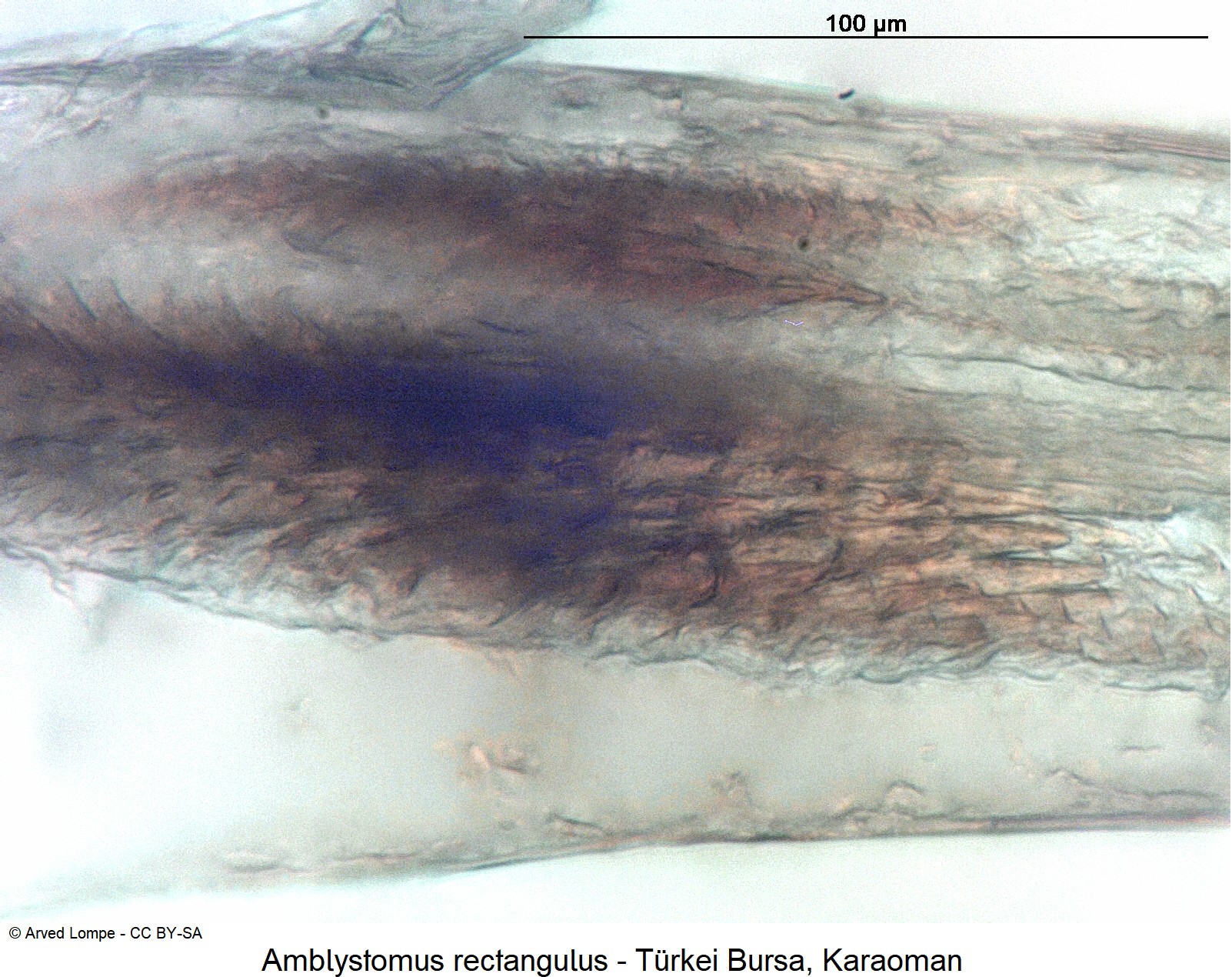 amblystomus_rectangulus_ck23223_is.jpg