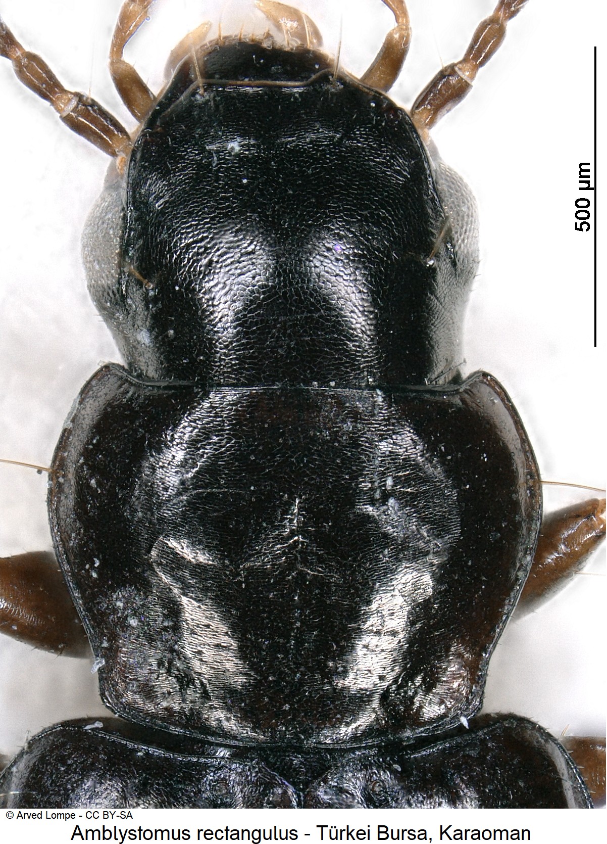 amblystomus_rectangulus_ck23223_vk.jpg