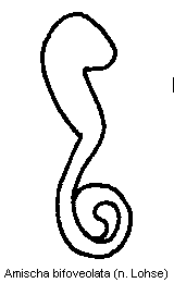 amischa_bifoveolata_sperm.gif