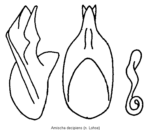 amischa_decipiens.gif