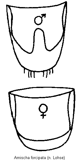 amischa_forcipata_hlb.gif