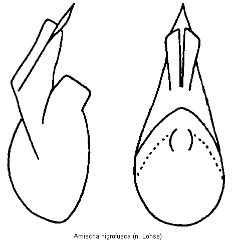 amischa_nigrofusca.gif