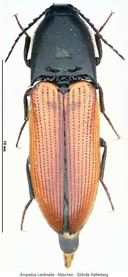 ampedus_cardinalis_hab.jpg