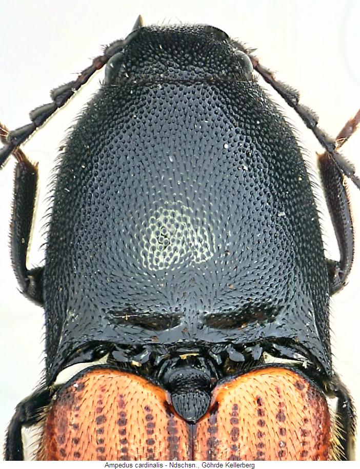 ampedus_cardinalis_vk.jpg