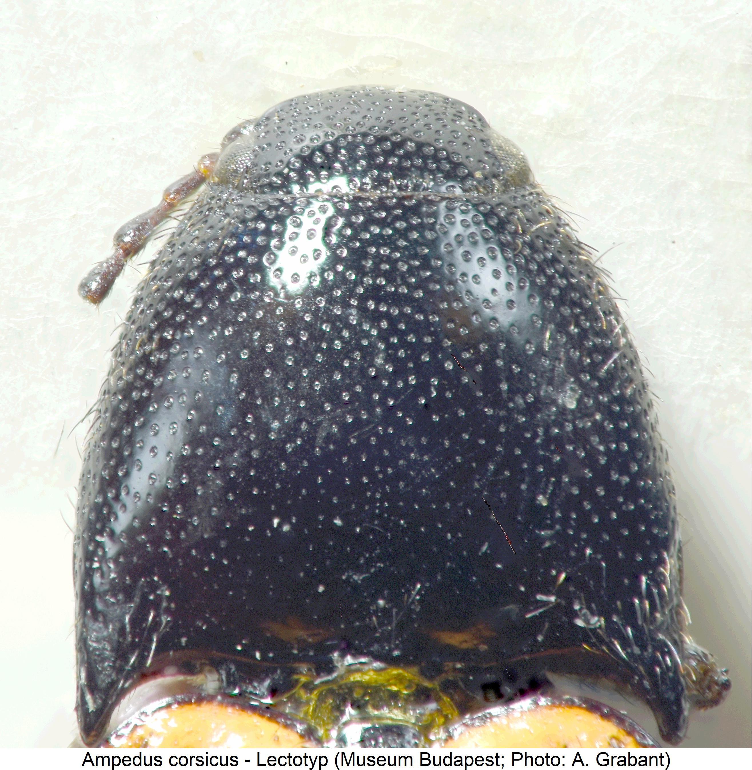 ampedus_corsicus_lt_hsch1.jpg
