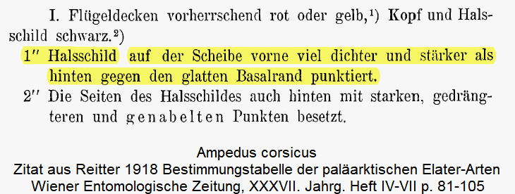 ampedus_corsicus_zitat_reitter1.gif