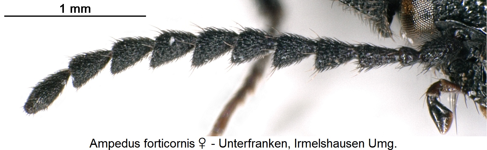 ampedus_forticornis_w_f.jpg