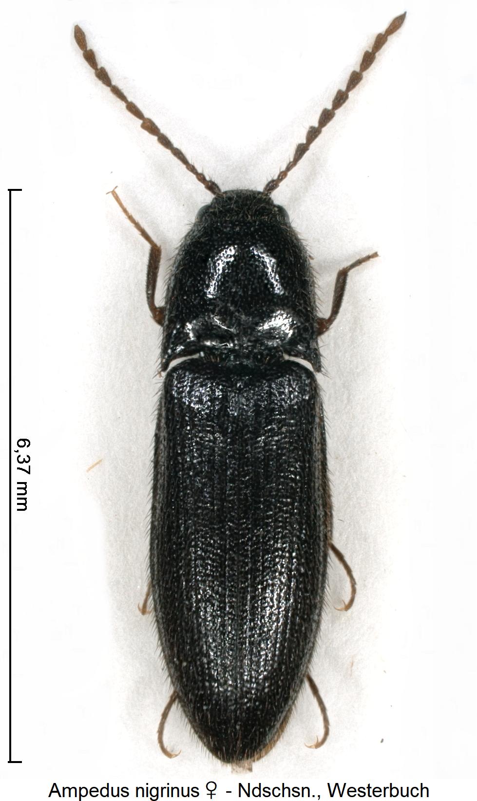 ampedus_nigrinus_w_hab.jpg