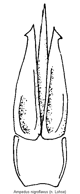 ampedus_nigroflavus.gif